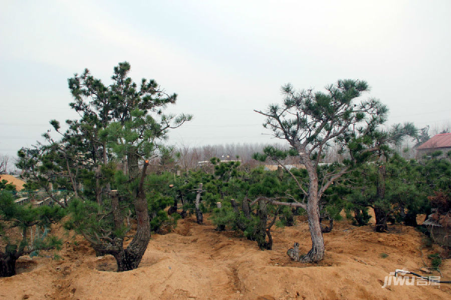 黑松景观树图片欣赏 怎样选择黑松景观树