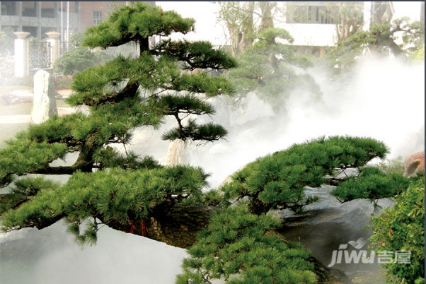 黑松景观树图片欣赏 怎样选择黑松景观树