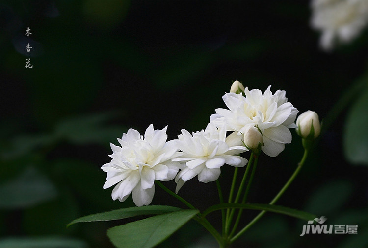 木香花图片大全 如何种植木香花
