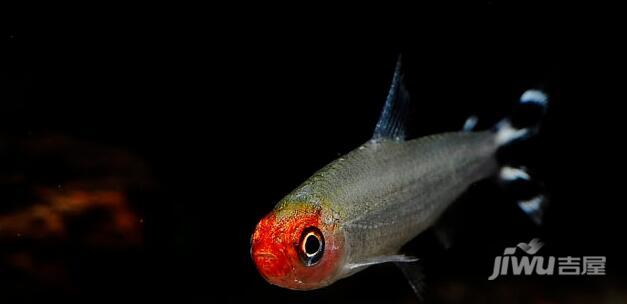 红鼻剪刀鱼的种类有哪些