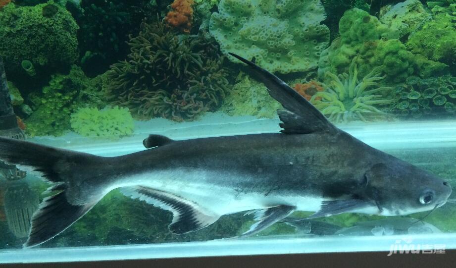 楼市资讯 成吉思汗鱼的基本介绍  成吉思汗鱼,又叫虎头鲨,大白鲨,是一