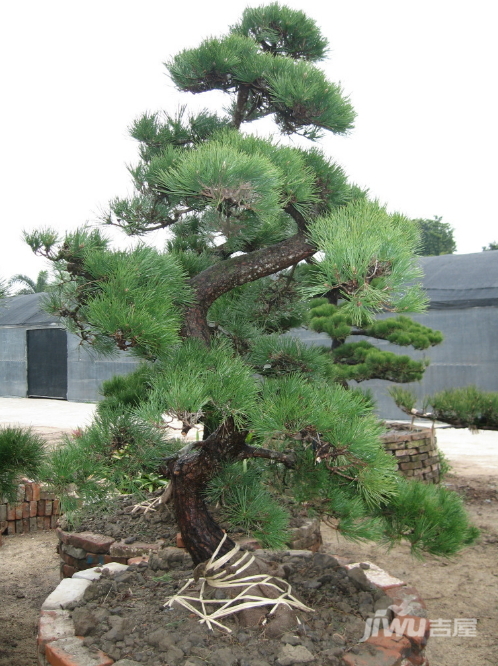 黑松的风水学应用