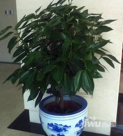 我们在养护元宝树的过程中