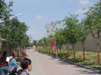 上海紫园实景图图片