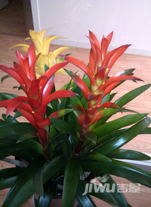 把鸿运当头鲜花摆放在卧室可以吗