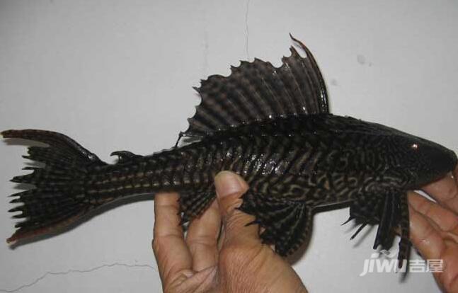 清道夫鱼的基本简介